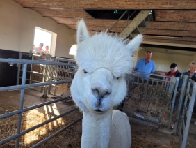 Ferme aux Alpagas
